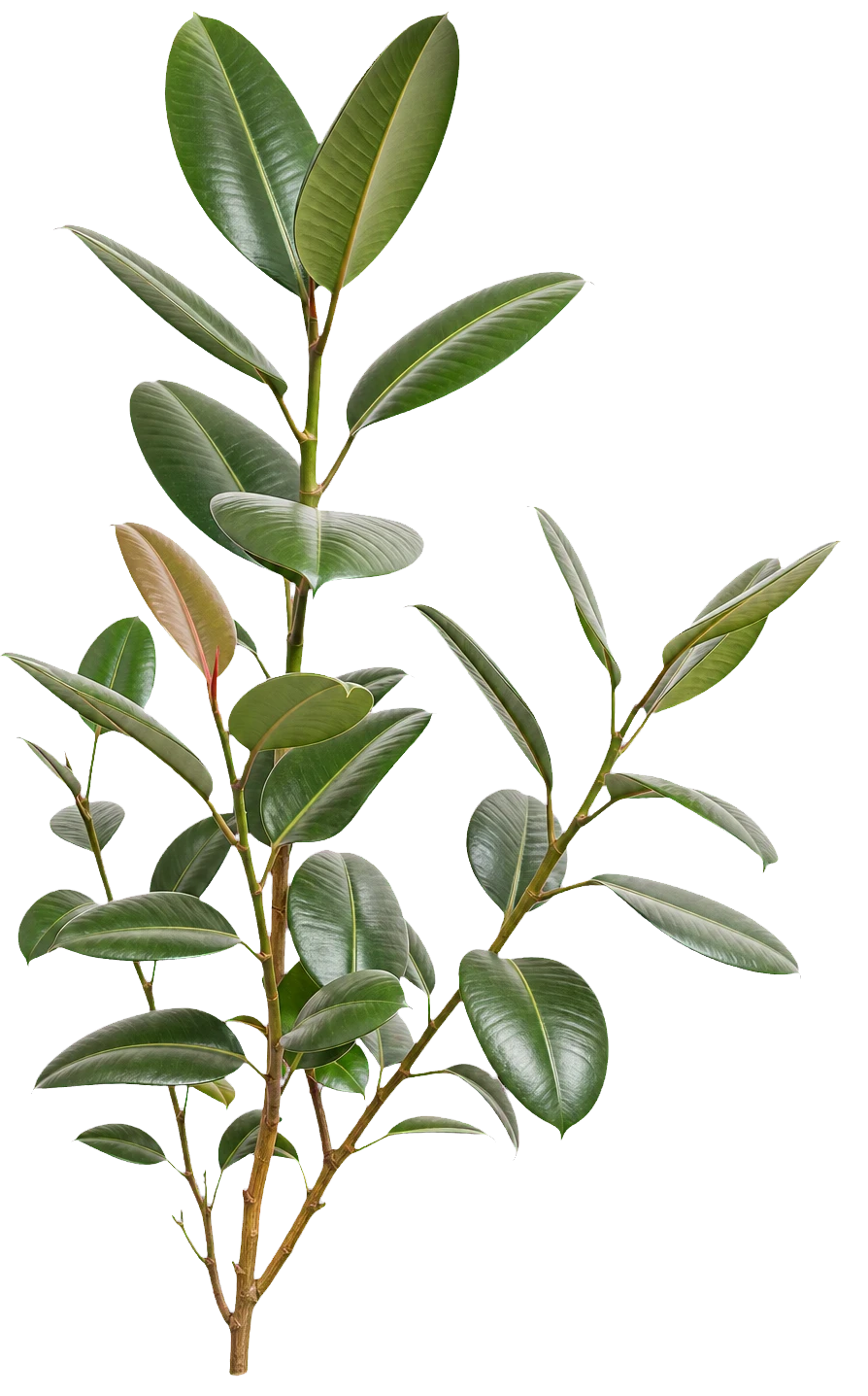 Decorative HomeDesign plant beside pricing and FAQ sections